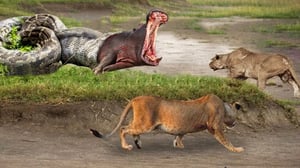 愚かな捕食者が巨大ニシキヘビを攻撃すると悲劇的な結末 - ニシキヘビ vs ライオン、カバ