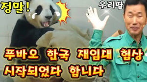 푸바오 한국 재임대 협상을 하고 있답니다 재발 에버랜드 할부지 품으로 돌아오기를.