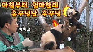 에버랜드 판다월드 🤣루이야 후이야 오늘 너희들 왜이렇게 웃기니 ㅋㅋㅋ 판다 시트콤 보고왔어요 🤣😂😅