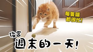 【黃阿瑪的後宮生活】後宮週末的一天！每隻貓都很忙！