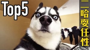 哈士奇最新搞笑Top5，二哈不洗澡還裝無辜～