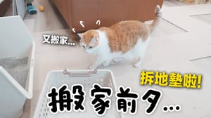 【黃阿瑪的後宮生活】搬家前夕...拆地墊啦！