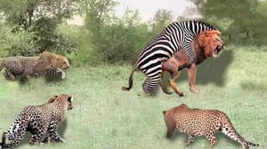 ヒョウがシマウマを狩るときの痛ましい結末 - ハンターは強い獲物を前に失敗する