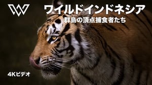 ワイルド・インドネシア | 群島の頂点捕食者たち | 動物ドキュメンタリー