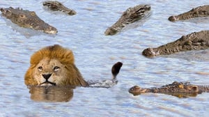 愚かなライオンはワニの縄張りに狩りに行き、結末は苦いものでした