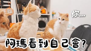 【黃阿瑪的後宮生活】阿瑪看到自己會？做了阿瑪等身大羊毛氈！