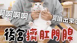 【黃阿瑪的後宮生活】後宮擠肛門腺！噴出來了啊啊啊啊！