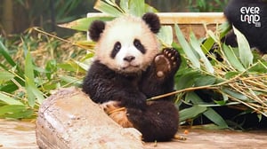 판다월드 불꽃 효녀 뚱땅뚱땅걸즈│#루이바오 #후이바오 #편집바오픽 #babaypanda #twins