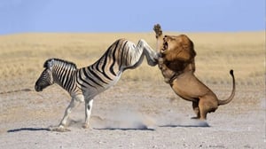 シマウマの強力なキックでライオンが驚愕、スーパーエスケープ