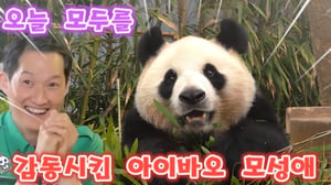 에버랜드 판다월드 ☺️😚너무너무 감동적인 아이바오 모성애 를 확인하고 왔어요 사랑이 예뻐 예뻐 😍 💕 💛