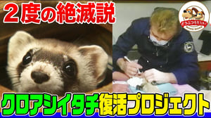 【残り18匹だった!?】2度も絶滅説の流れたクロアシイタチを復活させるプロジェクトに密着！絶滅へ追い込んだのは人間…絶滅から救えるのも人間…【どうぶつ奇想天外／WAKUWAKU】