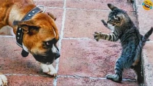Funny ANIMALS videos😂Funniest CATS😹 and DOGS🐶 2024