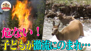 山火事＆豪雪でイエローストーンの動物たちが次々倒れる極限映像！エルクの子どもは激流にのまれて行方不明に【どうぶつ奇想天外／WAKUWAKU】
