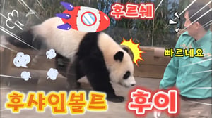 에버랜드 판다월드 💫💥세상에 후이는 완전 후르쉐 후샤인볼트 처럼 빠르네요