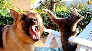 Funny ANIMALS videos 🤣 CATS😺 DOGS🐶 BIRDS🦜 2024