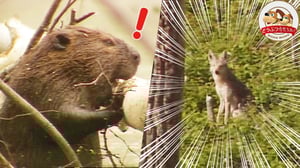 ビーバー渾身の新築ダムに天敵コヨーテ出現！その時ビーバーが繰り出した必殺技とは…？【どうぶつ奇想天外／WAKUWAKU】