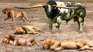 バッファローの群れは自分たちの安全を確保するためにライオンを攻撃して殺すことを決意しました