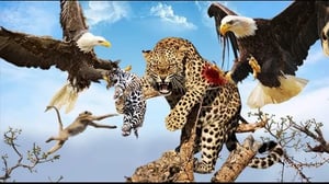 ヒョウはワシとの戦いで負傷したが、子供を救うことができなかった