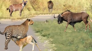 ヌーの旅は生き残るために猛烈な捕食動物と戦う- ヌー対ハイエナ、ヒョウ、ライオン