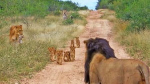 怒り狂った惨めなヒョウは、どんな犠牲を払ってでもライオンの家族に復讐しようと決心しました