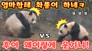 에버랜드 판다월드 💢 갑자기 엄마한테 화풀이 하네요 🤣후이는 왜이렇게 웃기죠ㅋㅋ