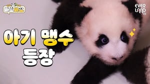 [ENG] "유치 공격 나가신다!" 동생 궁뎅이 노리는 1바오 ㅋㅋㅋ｜#바오바오 EP.11 유치가 났어요  | 에버랜드 판다월드