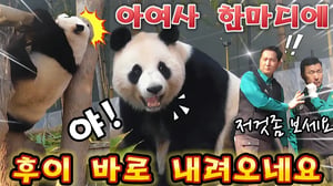 에버랜드 판다월드 🫢세상에 이런일이!아여사 한마디에 후야가 바로 신속하게 내려오왔어요💯💫👌