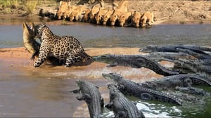 捕食者の王は復讐のためにワニに襲われた - 野生動物戦争2025