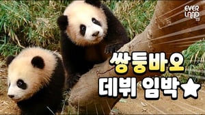 1월 4일 판다월드 데뷔 임박! 쌍둥이 아기판다 루이&후이 나들이 현장 공개(feat. 아이바오) | #Panda #Babypanda #Twins