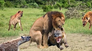 とても悲劇的です - ライオン・キングは権力争いでハイエナに残酷な拷問を受けました