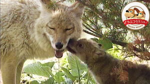 【コヨーテ母さんの子育て奮闘記】カワウソとの魚争奪戦！さらに、家を出たのに帰ってきた娘に野生の厳しさを叩き込む！【どうぶつ奇想天外／WAKUWAKU】