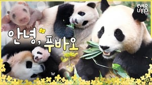 푸바오에게 보내는 돌멩이들의 편지