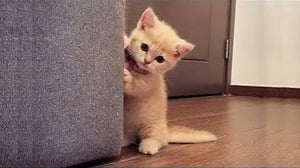 These Might be the most Adorable Pets on Tik Tok 💗