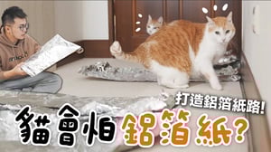 【黃阿瑪的後宮生活】貓會怕鋁箔紙？打造鋁箔紙路！