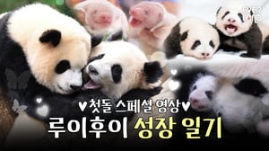 슬기롭고 빛나는 루이&후이 첫 생일을 축하해주세요🖤 | #panda #twins #첫돌
