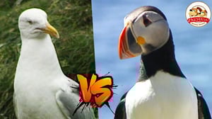 【シシャモをめぐる大乱闘】カラフル海鳥パフィンvs貪欲カモメ！ピエロのような顔の珍しい鳥・パフィンがカナダの海で子育てに励む貴重映像【どうぶつ奇想天外／WAKUWAKU】