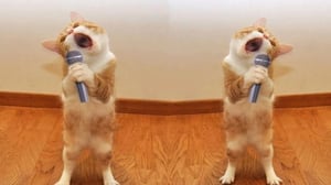 Funniest Cats | Don't try to hold back Laughter | Cutest Lands Part 79