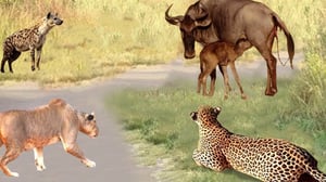 激しい戦い - 母親ヌーが赤ちゃんを守るために捕食者を倒す