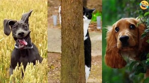 Funny ANIMALS videos 😊 Funniest CATS 😹 and DOGS 🐶 2024