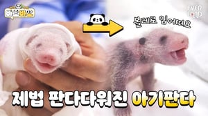 제 검정 가디건 어때요? | #바오바오 EP.2 아기판다에게 검은 무늬가 생겼어요🖤 | 에버랜드 판다월드