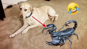 Funniest Cats | Don't try to hold back Laughter | Cutest Lands Part 90