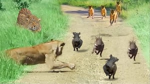 生存競争！勇敢なイボイノシシがアフリカで最も危険な捕食者を倒す