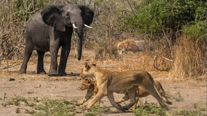 ライオンが象の群れの周りをうろつくのは愚かだ - 最新の野生戦争 2025