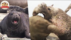 【壮絶】最大体長５m・キタゾウアザラシのオスがぶつかり合う一騎打ち！母と子の別れの時、再びオスの暴力が！そして残された子は…【どうぶつ奇想天外／WAKUWAKU】