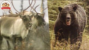 【圧巻】北米の巨大なトナカイ・カリブーたちの大移動！待ち構えるグリズリーやオオカミ…命がけで南へ向かう【どうぶつ奇想天外／WAKUWAKU】