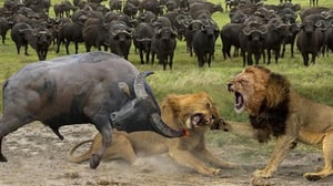 バッファローの群れは多数派の力に頼ってライオンを攻撃しようと立ち上がったが、迫りくる危険を予見できなかった