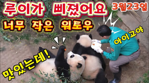 에버랜드 판다월드 💢 맙소사 🤦 너무작은 워토우 한조각 에 루이는 속상해 했어요 😢