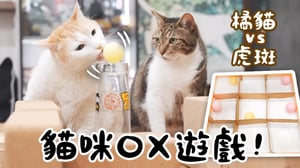 【黃阿瑪的後宮生活】貓咪OX遊戲！橘貓VS虎斑分組競賽！