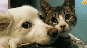 Funny ANIMALS videos😊 Funniest CATS🐱 and DOGS🐶 2024