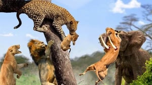 ヒョウはライオンがゾウの群れに襲われた機会を利用し、報復としてライオンの子を誘拐した